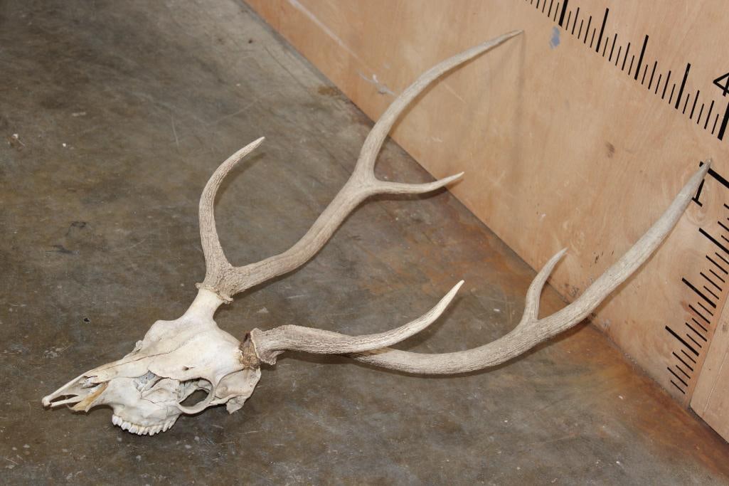 6-Point AXIS DEER Skull - 2