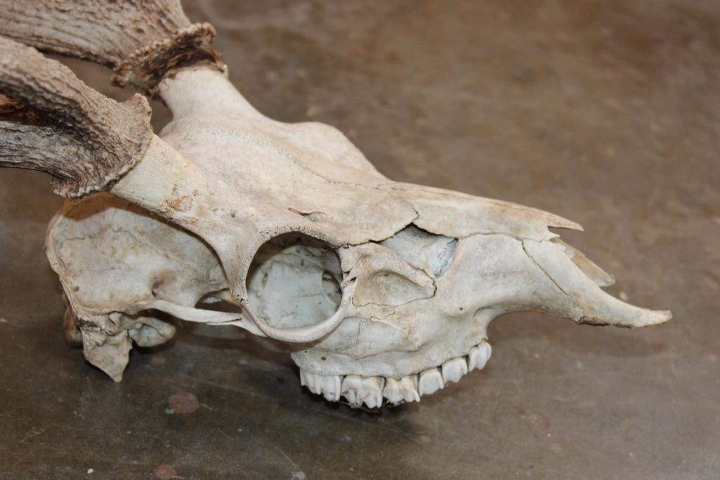 6-Point AXIS DEER Skull - 4