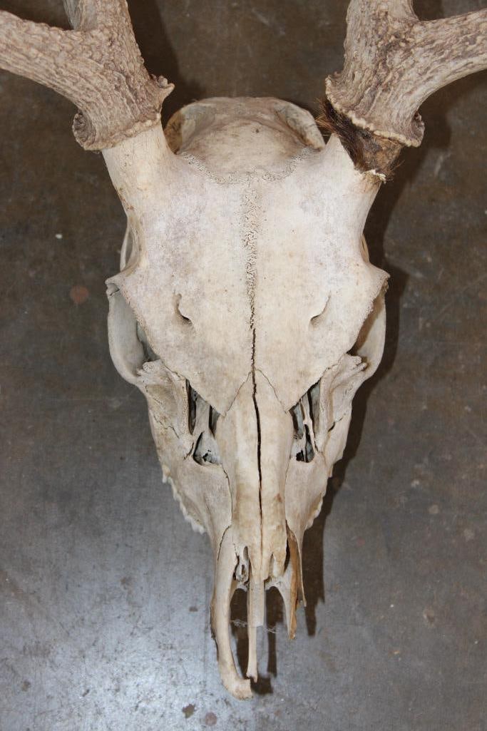 6-Point AXIS DEER Skull - 5