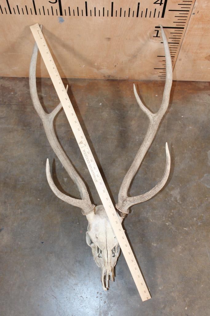 6-Point AXIS DEER Skull - 7