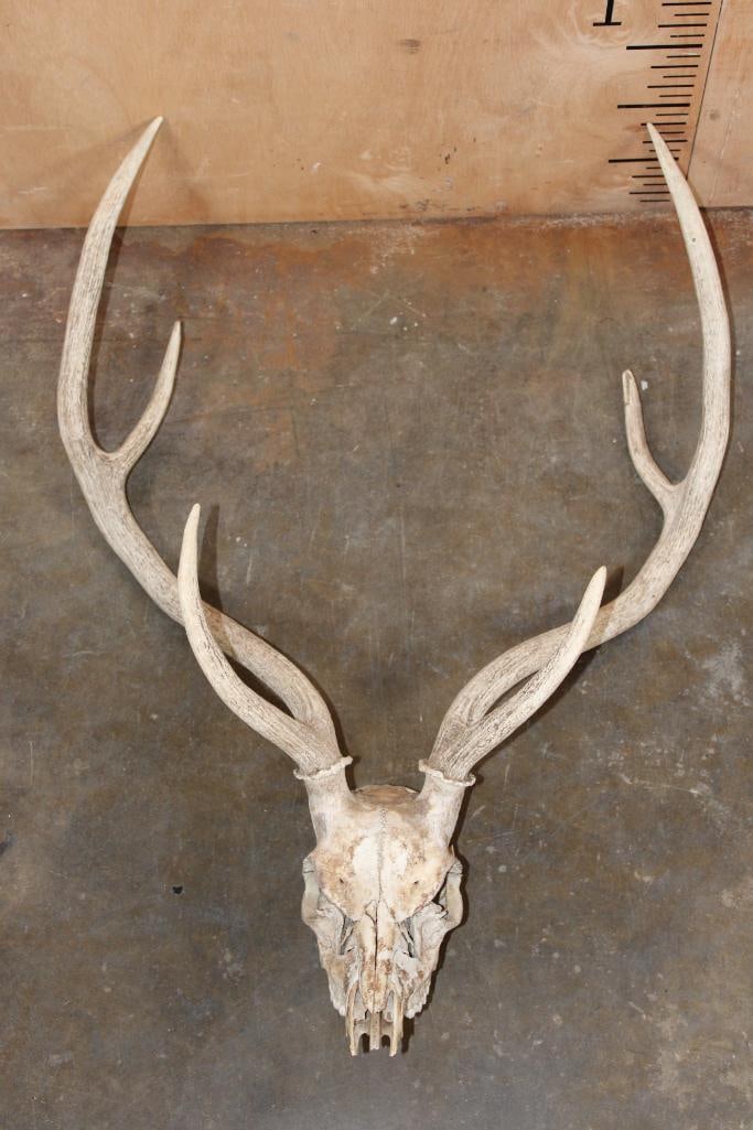 AXIS DEER Skull: AXIS DEER Skull with a 22.25" Spread and All its Teeth. TAXIDERMY SKULLS 