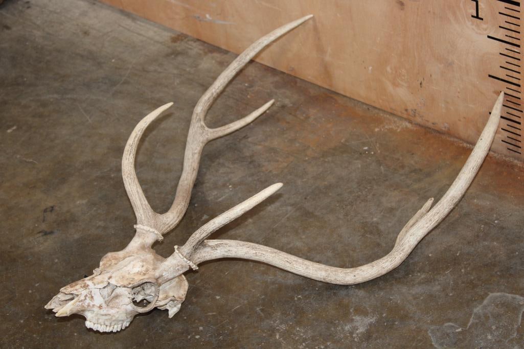 AXIS DEER Skull - 2