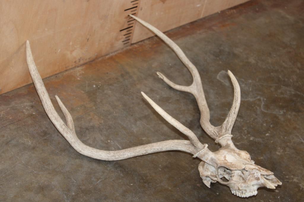 AXIS DEER Skull - 3