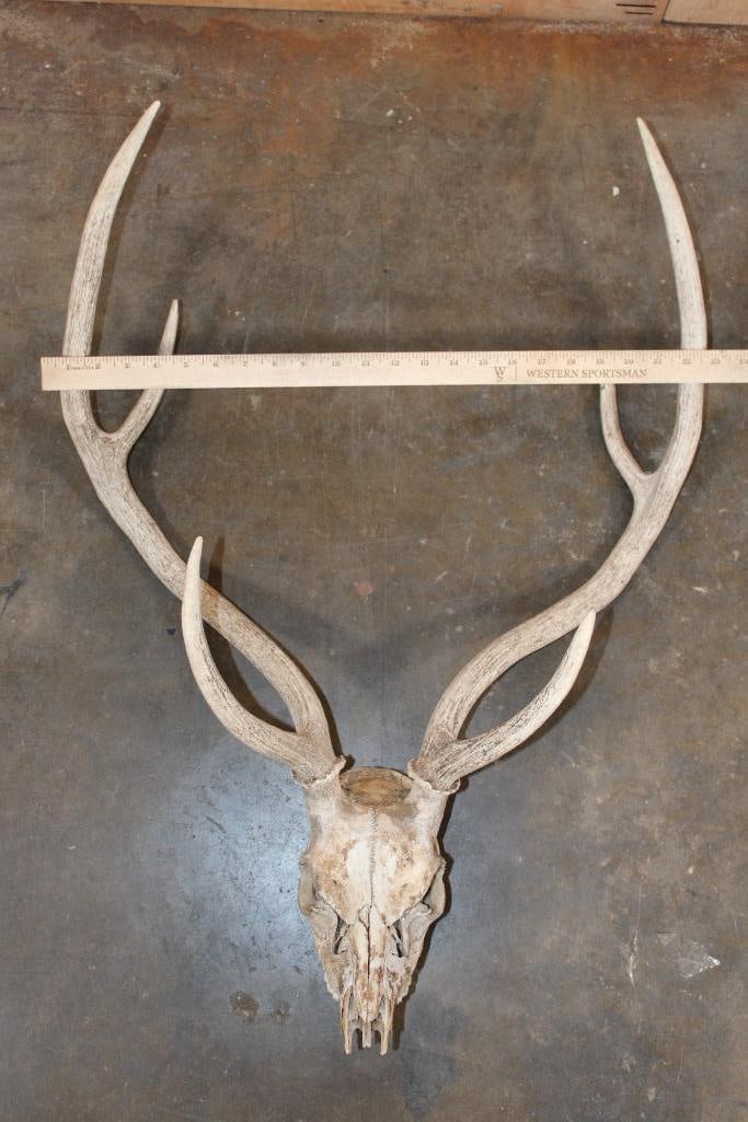AXIS DEER Skull - 7