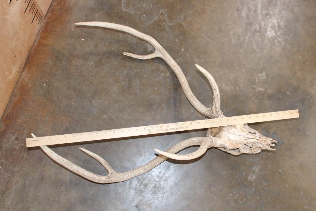 AXIS DEER Skull - 8