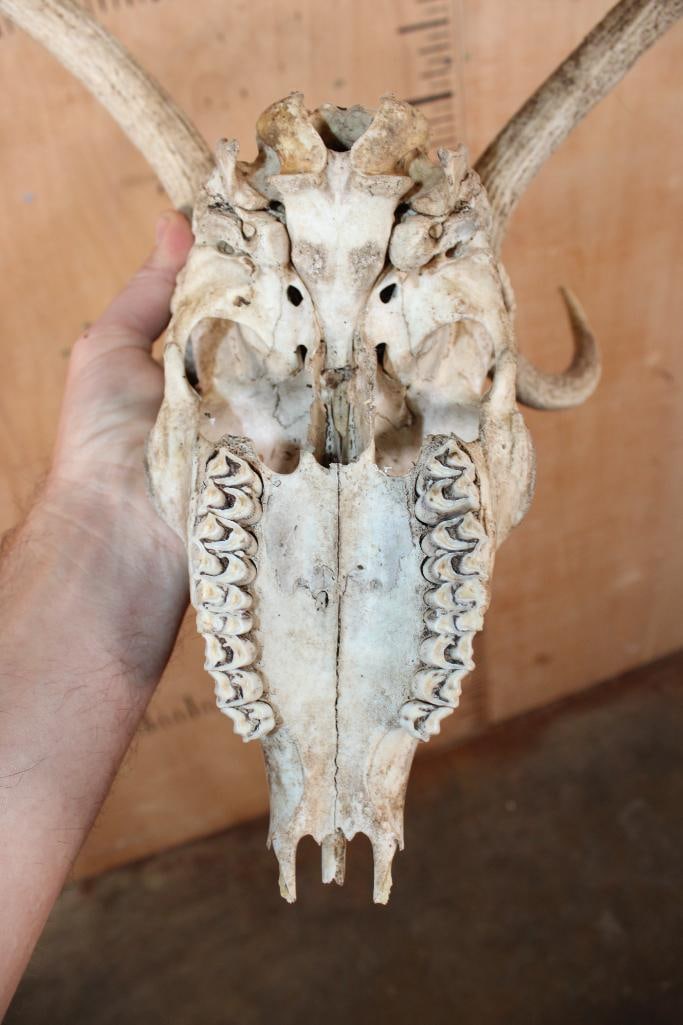 AXIS DEER Skull - 9