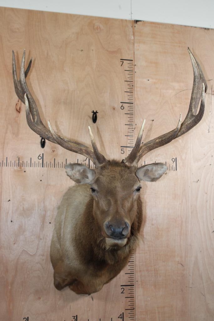 15-Point ELK Shoulder Mount: Very Nice, Clean, and Newer 15-Point ELK Shoulder Mount. It has a 41.5" Spread and is in Very Good Condition. TAXIDERMY 