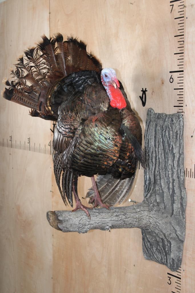 Life-sized Perched TURKEY on a Simulated Tree Branch Wall Hanger: Life-sized Perched TURKEY on a simulated Tree Branch Wall Hanger. It is in Good Condition other than its tail. TAXIDERMY BIRDS 