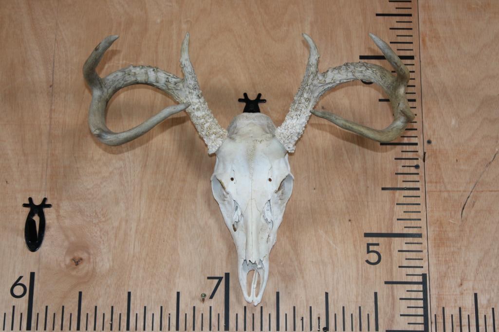 8-Point WHITETAIL DEER Skull: 8-Point WHITETAIL DEER Skull. It has an 18.5" Spread and is missing 1 tooth. TAXIDERMY SKULLS 
