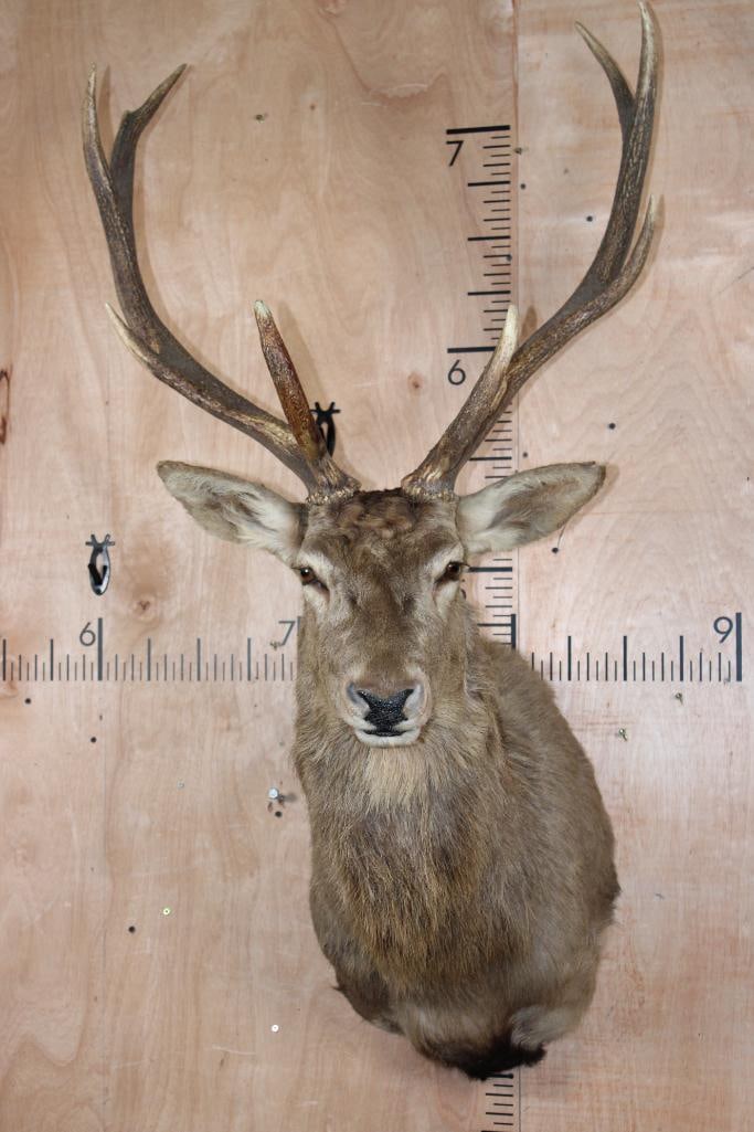 9-Point European RED STAG Shoulder Mount: Nice 9-Point European RED STAG Shoulder Mount in Good Condition. It has a 28" Spread and was Taken in Junction City, Texas in 2003. TAXIDERMY 