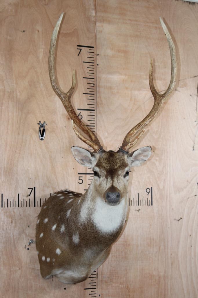 AXIS Shoulder Mount: Nice, Clean, and Newer AXIS Shoulder Mount. The Left antler wiggles, otherwise it is in Good Condition. TAXIDERMY 