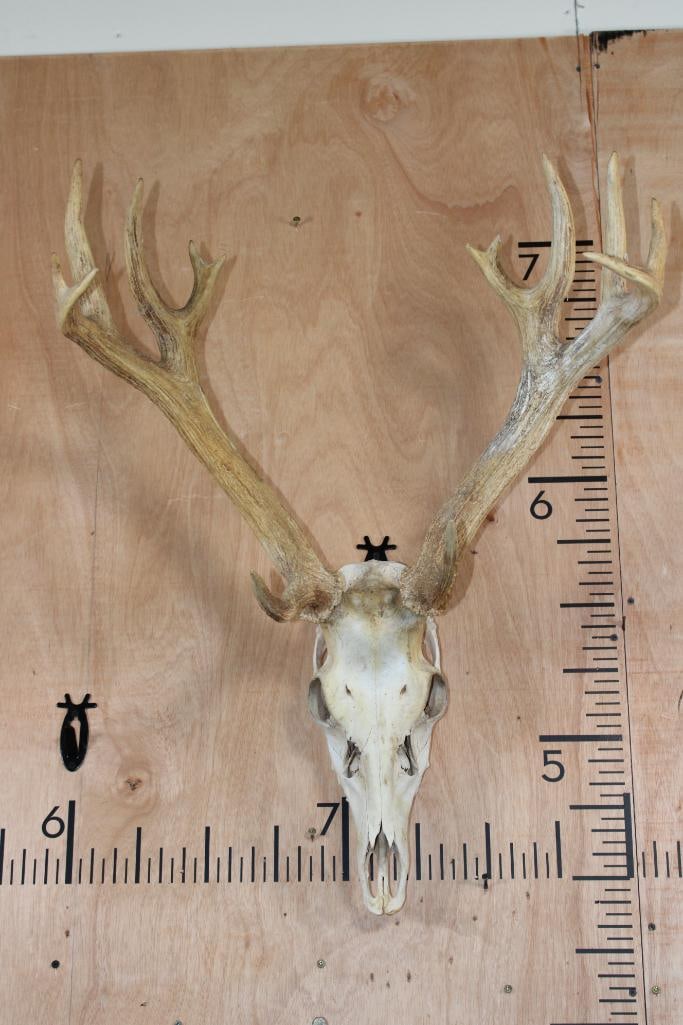 *TEXAS RESIDENTS ONLY* 13-Point BARASINGA Skull (1 of 8)