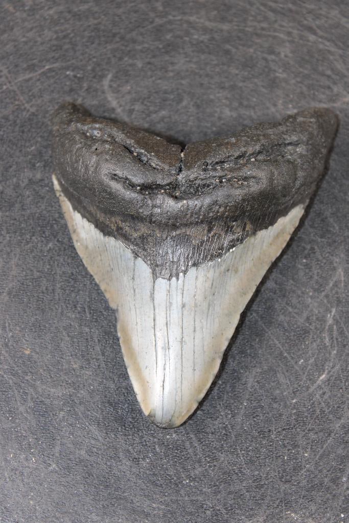 Big MEGALODON Shark Tooth Fossil (1 of 4)