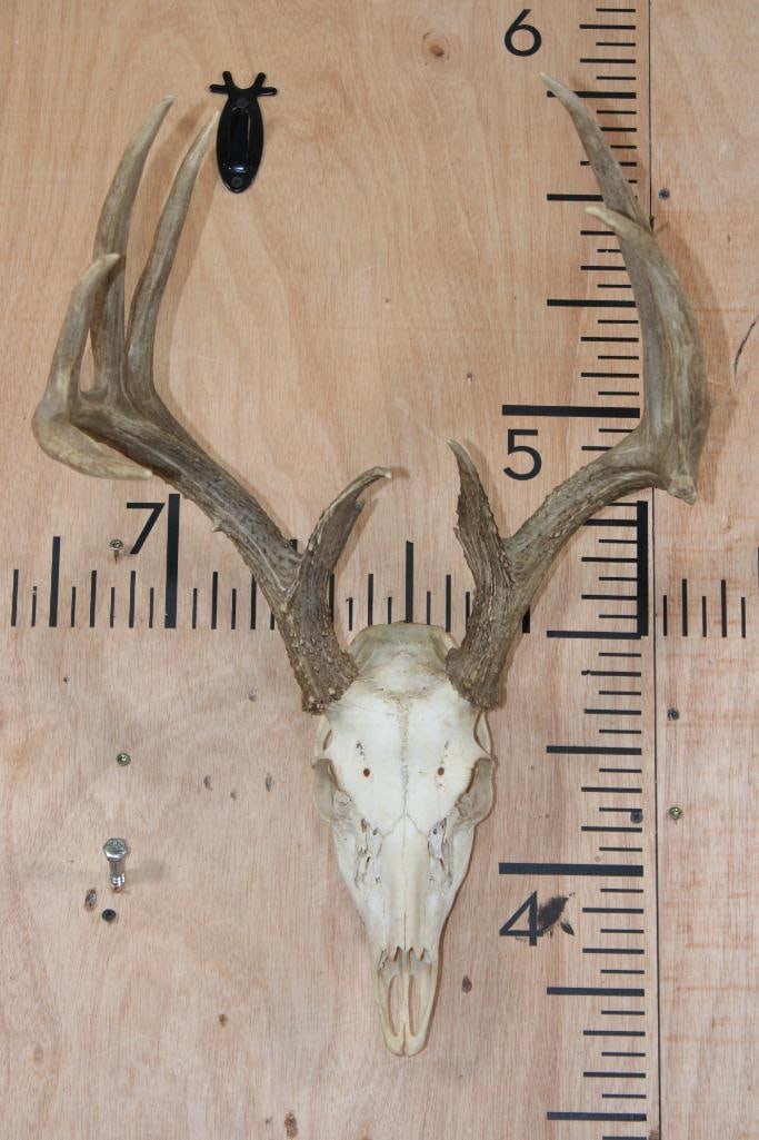 9-Point WHITETAIL DEER Skull: Nice 9-Point WHITETAIL DEER Skull. It has a 15" Spread, All its Teeth, and a Wire Hanger. TAXIDERMY SKULLS 