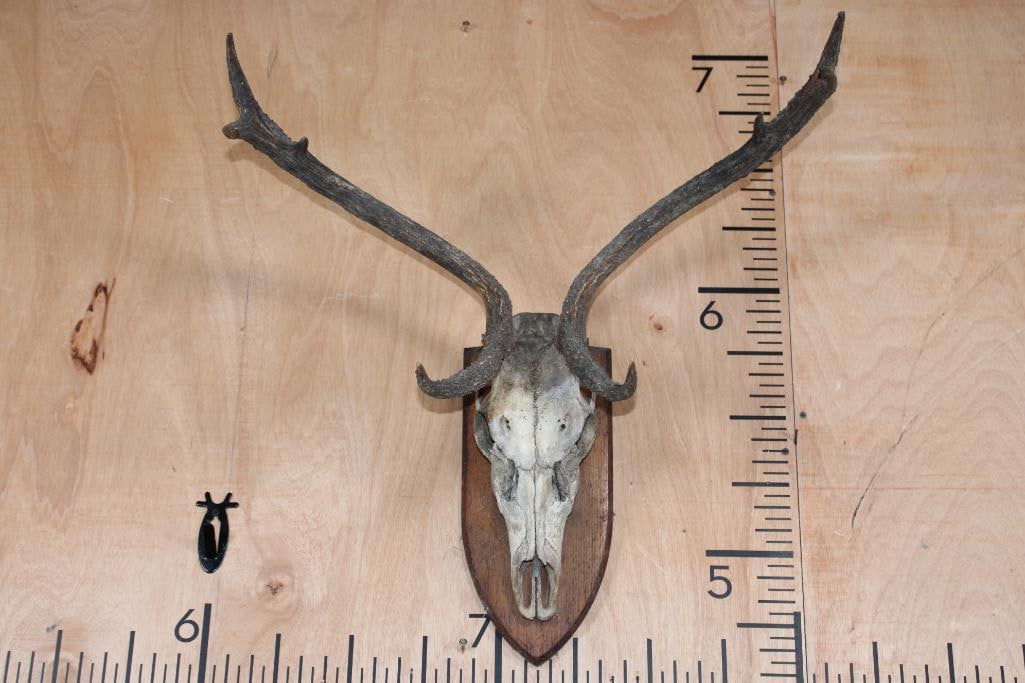 RED STAG DEER Skull on a Wood Plaque: 8-Point RED STAG DEER Skull on a Wood Plaque. It has a 22.5" Spread and is missing 1 tooth. TAXIDERMY SKULLS 