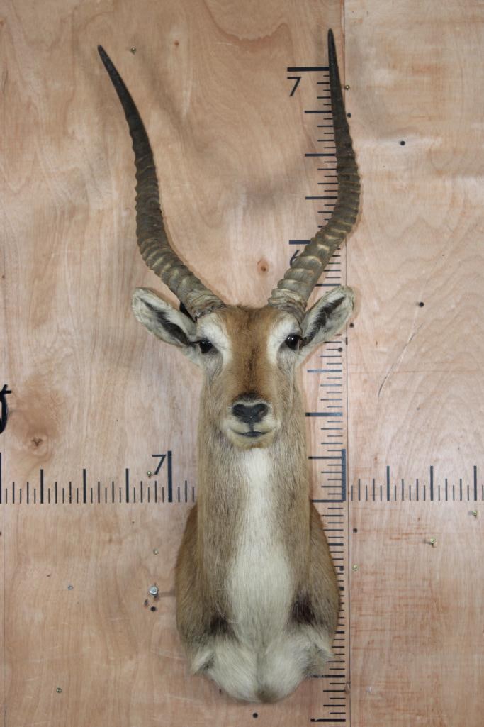 KAFUE LECHWE Shoulder Mount (1 of 12)