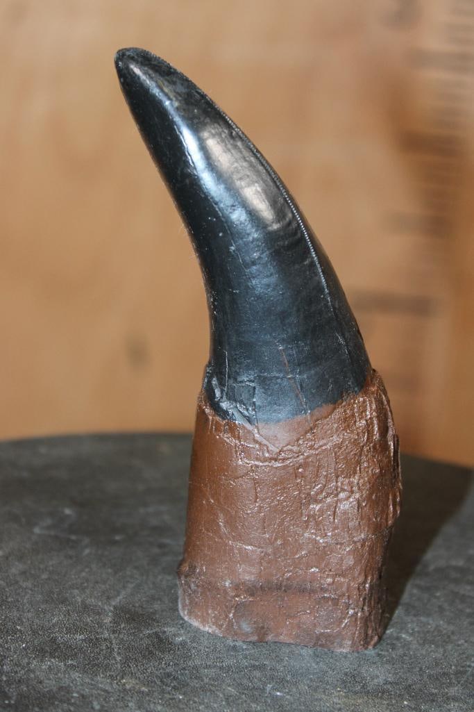 Reproduction TYRANNOSAURUS REX Tooth: Reproduction TYRANNOSAURUS REX Tooth. It measures 6" Long x 2.25" Wide x 1 3/8" Thick and it Weighs 8 oz. DINOSAUR TEETH