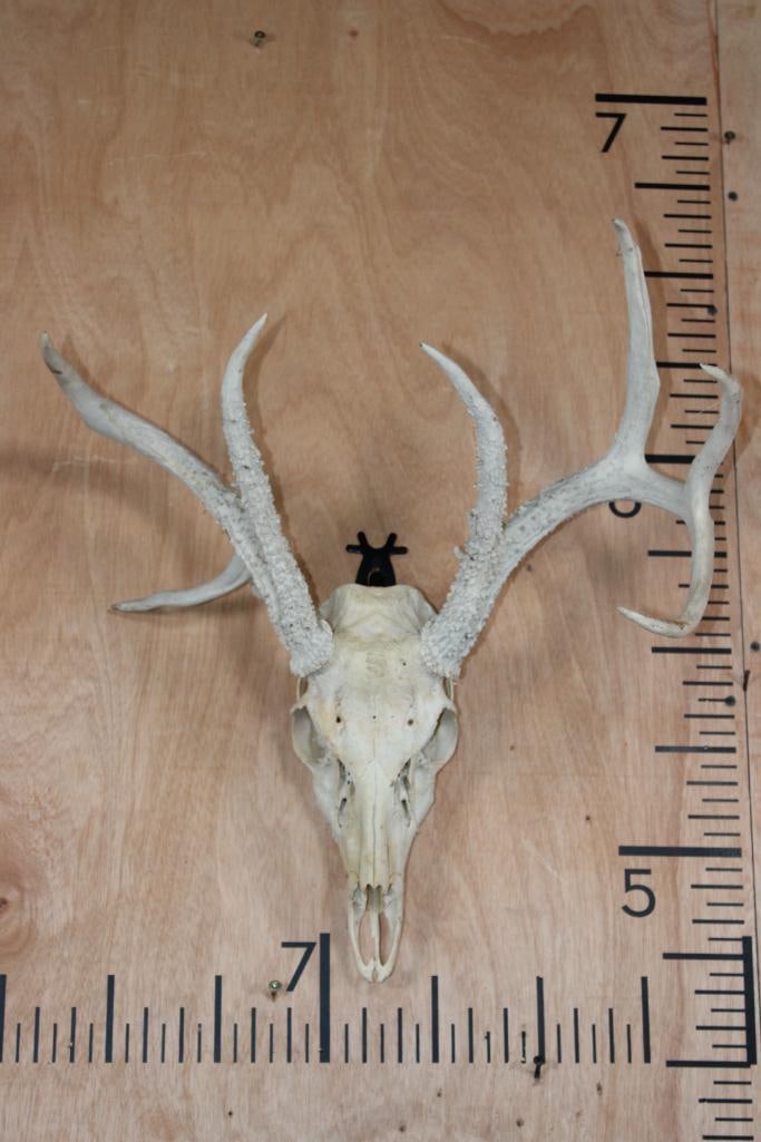 9-Point WHITETAIL DEER Skull: 9-Point WHITETAIL DEER Skull with only 2 Teeth. TAXIDERMY SKULLS 