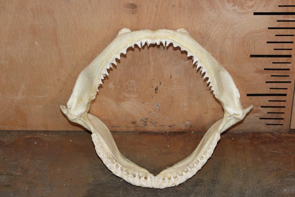 Big Set of SHARK Jaws: Big Set of SHARK Jaws. They are likely from a bull shark. They measure 11.75" Wide x 10" Tall. TAXIDERMY 