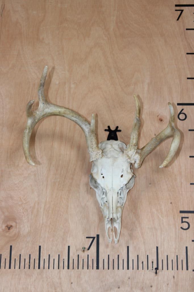 8-Point WHITETAIL DEER Skull: 8-Point WHITETAIL DEER Skull. It has a 15" Spread and All its Teeth. There si some damage/repair (see last photo). TAXIDERMY SKULLS 