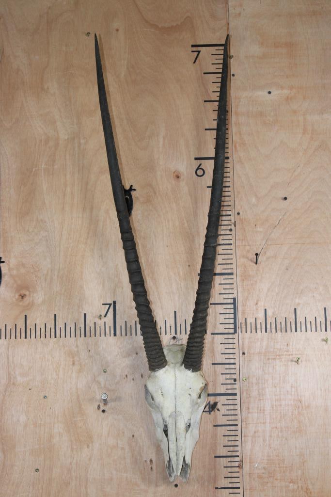 GEMSBOK Skull with Removable Horns: GEMSBOK Skull with All its Teeth and Removable Horns. The Left Horn measures 33" Long and the Right Horn measures 32.5" Long. It is missing the tip of the nose. TAXIDERMY SKULLS 