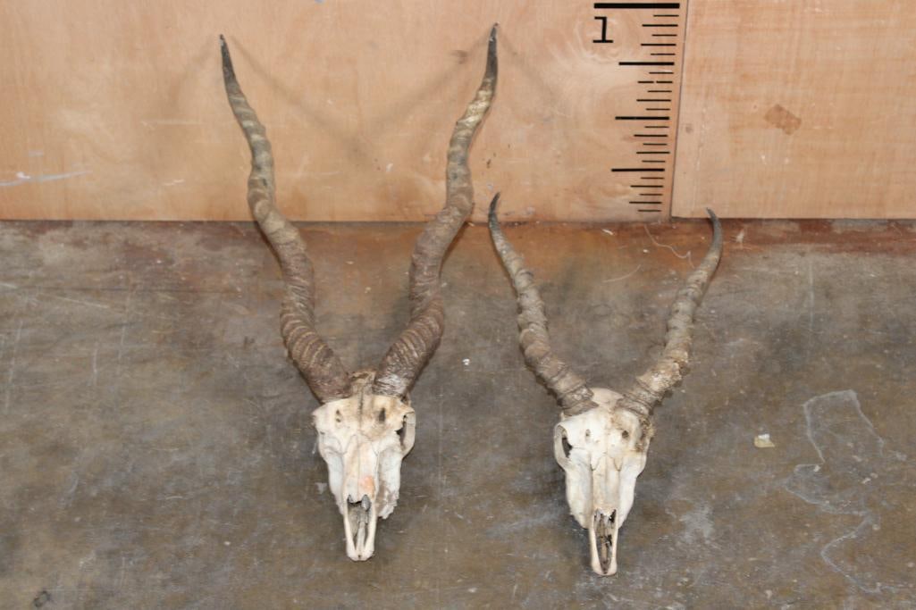 (2) BLACKBUCK Skulls with Removable Horns: 2 BLACKBUCK Skulls with Removable Horns. Their Horns measure 12" and 12.75" around the spiral ridge and 22.25" and 21.75" around the spiral ridge. TAXIDERMY 