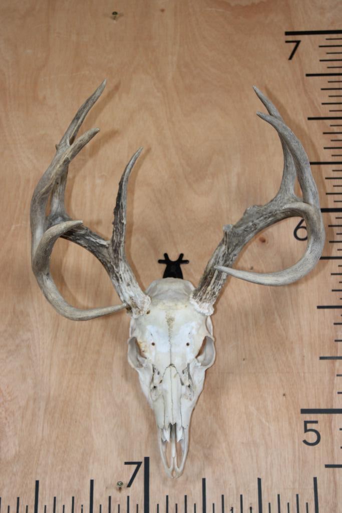10-Point WHITETAIL DEER Skull: 10-Point WHITETAIL DEER Skull. It has a 15.25" Spread and All its Teeth. TAXIDERMY SKULLS 