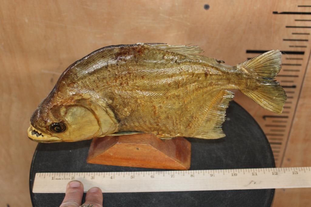 Big *Real Skin* PIRANHA Fish Mounted on a Wood Stand - 2