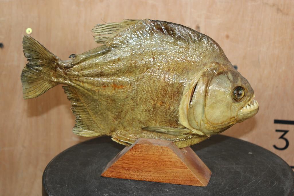 Big *Real Skin* PIRANHA Fish Mounted on a Wood Stand - 3