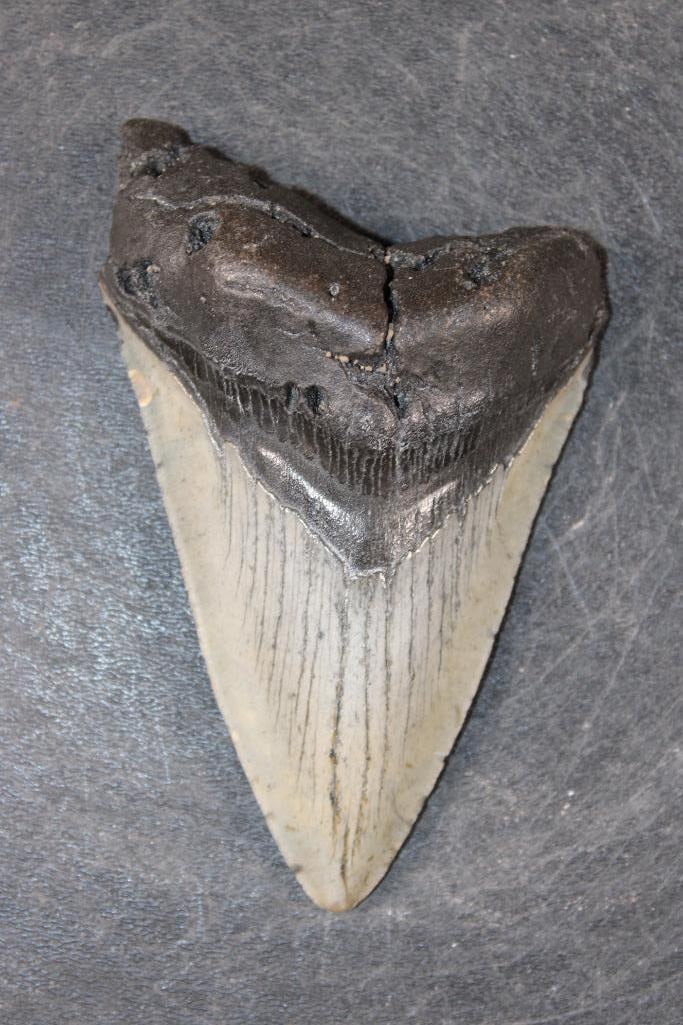 Big MEGALODON Shark Tooth Fossil: Big MEGALODON Shark Tooth Fossil. It measures 4 15/16" Long from the Top Corner to the Tip and it Weighs 5 oz. MEGALODON SHARK TEETH 