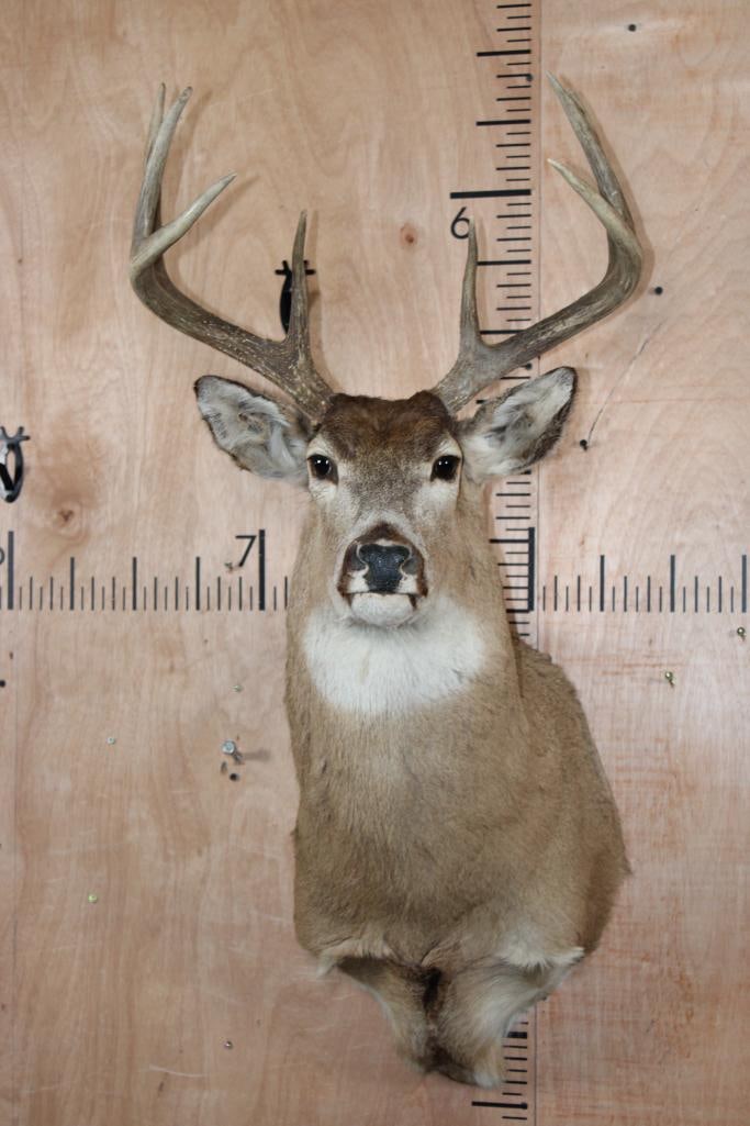 8-Point WHITETAIL DEER Shoulder Mount: 8-Point WHITETAIL DEER Shoulder Mount with a 19" Spread. This is an older mount with minor left ear damage. Otherwise, it is in Good Condition. TAXIDERMY 