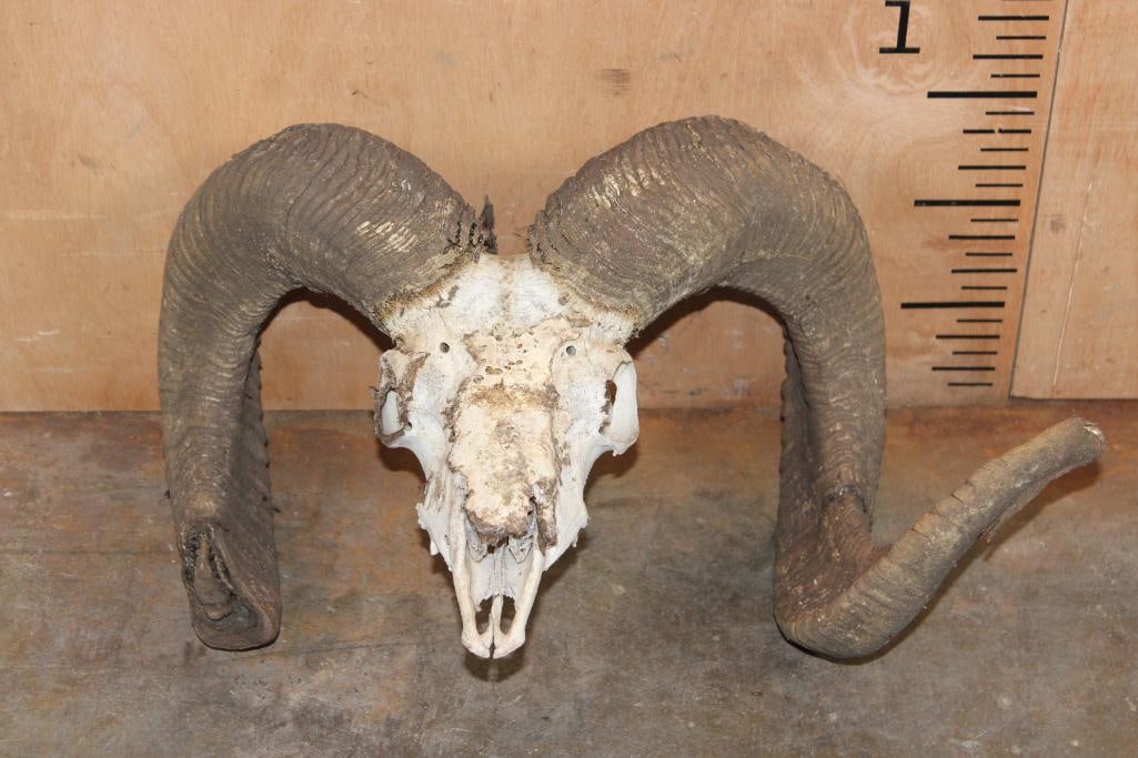 CORSICAN Sheep Skull: CORSICAN Sheep Skull. The Left Horn measures 35" Long and the Right Horn measures 23 1/8" Long. It is missing most of its Teeth. TAXIDERMY SKULLS 
