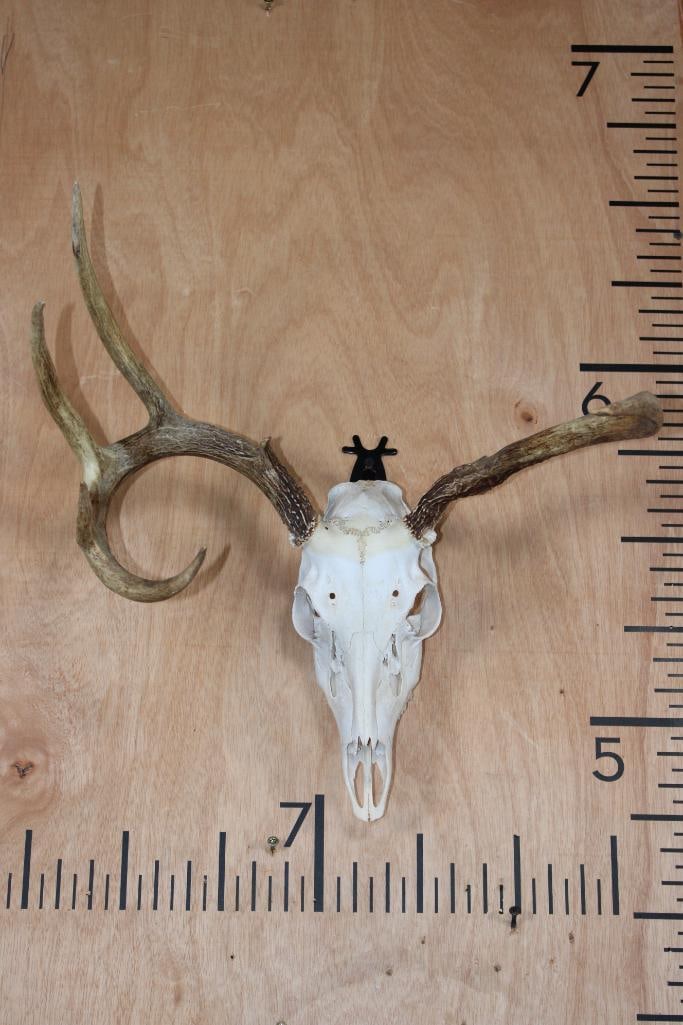 Right Dominant 6-Point WHITETAIL DEER Skull: Right Dominant 6-Point WHITETAIL DEER Skull. It has a 17" Spread and All its Teeth. TAXIDERMY SKULLS 