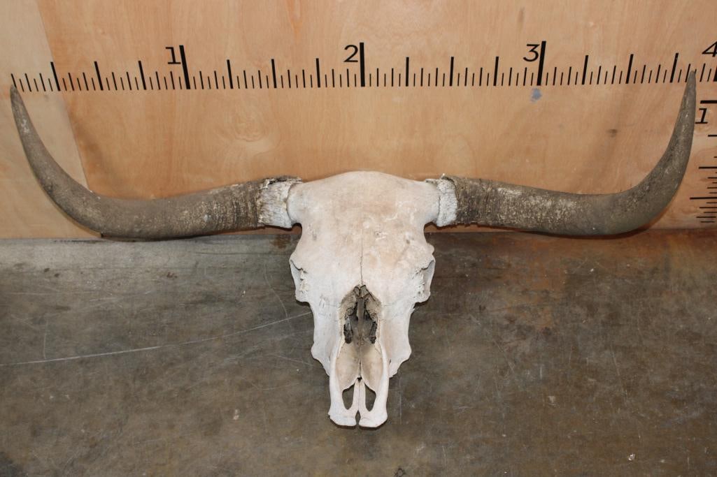 Texas LONGHORN Skull with Removable Horns: Texas LONGHORN Skull. The Horns are Removable and measure 43.5" from Tip to Tip. It has 3 teeth. TAXIDERMY SKULLS 