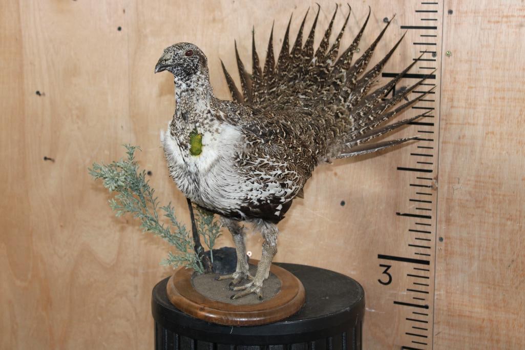 Strutting GREATER SAGE-GROUSE on a Decorative Wood Base: Very Nice Life-sized Strutting GREATER SAGE-GROUSE. It is mounted on a lovely decorative wood and foliage Base. The Total Mount measures 20" Long x 15" Wide x 17" Tall and is in Very Good Condition.