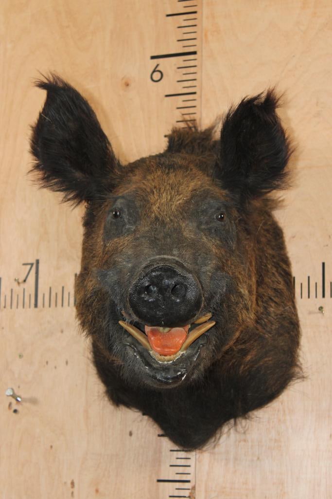 Wild BOAR or HOG Shoulder Mount: Wild BOAR or HOG Shoulder Mount. This is an older mount in Good Condition. TAXIDERMY 