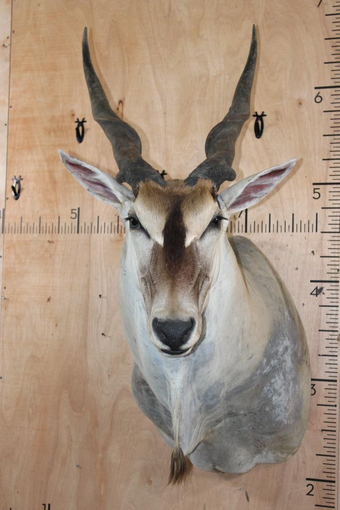 Big ELAND Shoulder Mount (1 of 11)