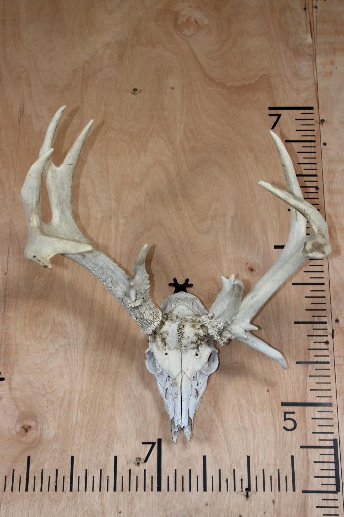 16-Point Non-Typical WHITETAIL DEER Skull with a Heavy Rack: 16-Point Non-Typical WHITETAIL DEER Skull. It has a 19" Spread with a Heavy Rack and All its Teeth. TAXIDERMY SKULLS 
