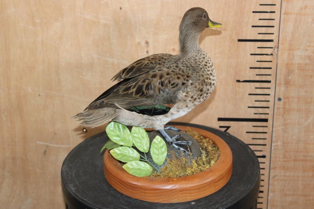 YELLOW-BILLED TEAL Duck Displayed on a Decorative Wood Base - 3