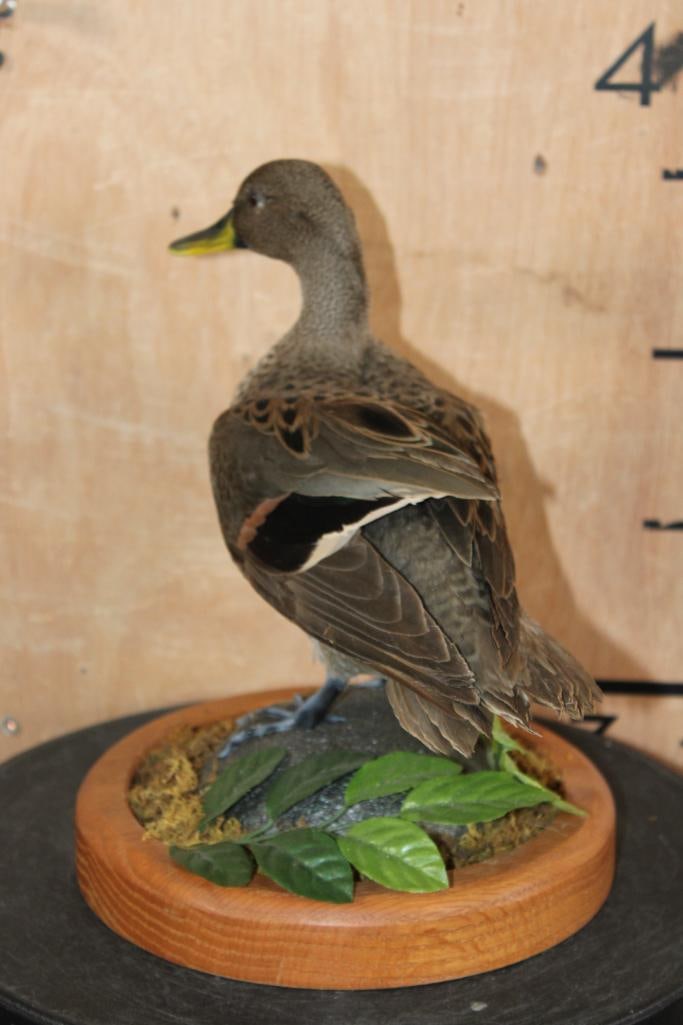 YELLOW-BILLED TEAL Duck Displayed on a Decorative Wood Base - 5