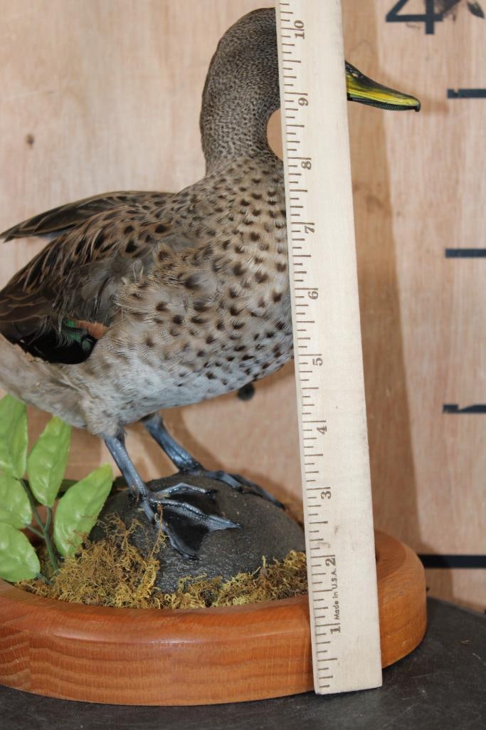 YELLOW-BILLED TEAL Duck Displayed on a Decorative Wood Base - 7