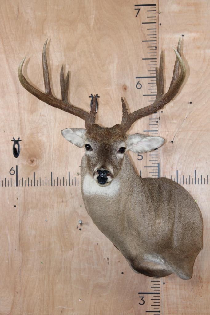Big 11-Point WHITETAIL DEER Wall Pedestal: Very Nice, Clean, and Newer 11-Point WHITETAIL DEER Wall Pedestal. It has a 23.5" Spread and is in Very Good Condition. TAXIDERMY 