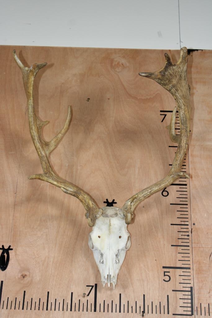 Big 19-Point FALLOW DEER Skull: Big 19-Point FALLOW DEER Skull. It has a 22.25" Spread and is missing several teeth. TAXIDERMY SKULLS 