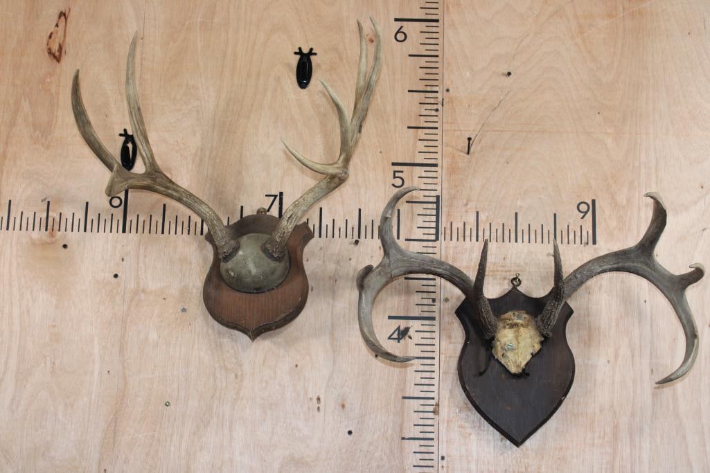 (1) MULE DEER Antler Rack and (1) WHITETAIL DEER Antler Rack on Wood Plaques: 1 MULE DEER Antler Rack with a 19.75" Spread on a Wood Plaque and 1 WHITETAIL DEER Antler Rack with a 23.5" Spread on a Wood Plaques. TAXIDERMY 