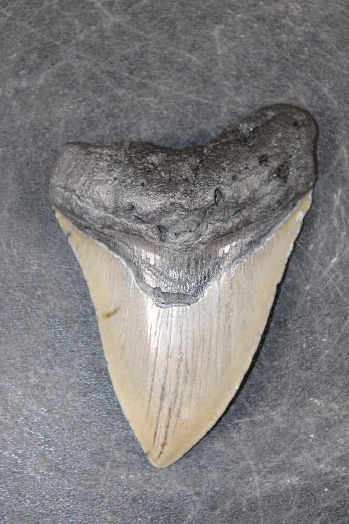 Big MEGALODON Shark Tooth Fossil: Big MEGALODON Shark Tooth Fossil. It measures 4.5" from the Top Corner to the Tip. The Total Weight is 5 oz. MEGALODON SHARK TEETH 