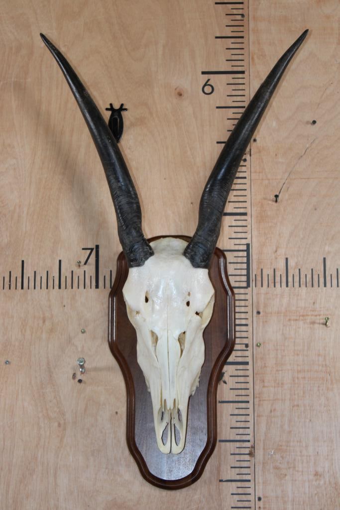Female ELAND "Cow" Skull on a Wood Plaque: Nice and Clean Female ELAND "Cow" Skull on a Wood Plaque. It has All its Teeth but 2. TAXIDERMY SKULLS 
