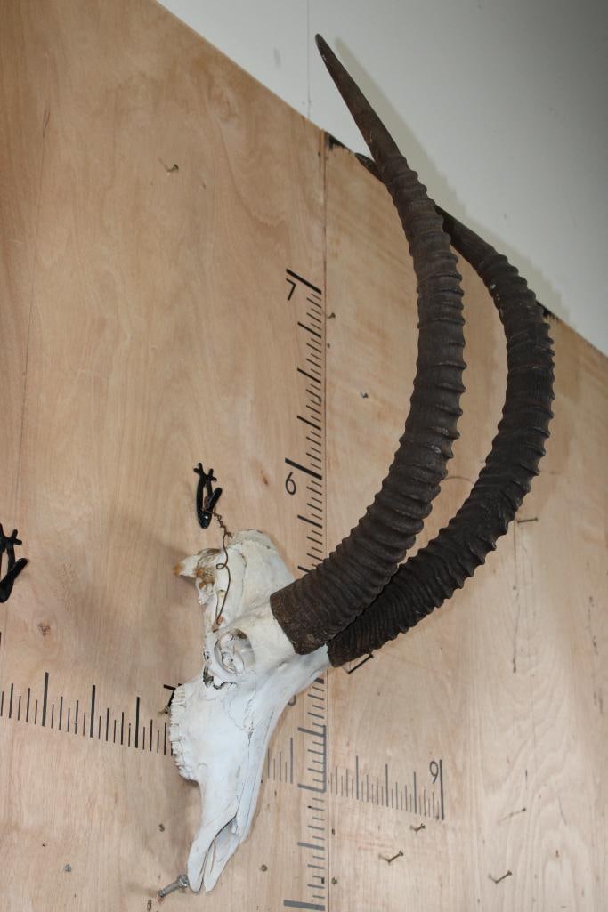 Big SABLE Skull with Removable Horns: Big SABLE Skull with Removable Horns and All its Teeth. The Right Horn measures 37 5/8" Long and the Left Horn measures 38 3/8" Long. There is minor damage to the right eye. TAXIDERMY SKULLS 