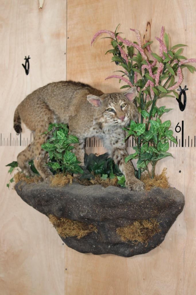 Life-sized BOBCAT on a Decorative Rock Wall Hanging Base (1 of 10)
