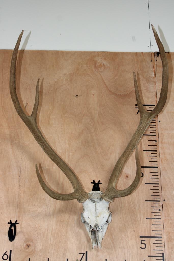 Partial AXIS DEER Skull with a Big Rack: Partial AXIS DEER Skull with a Very Respectable Rack and a 24.25" Spread. TAXIDERMY SKULLS 