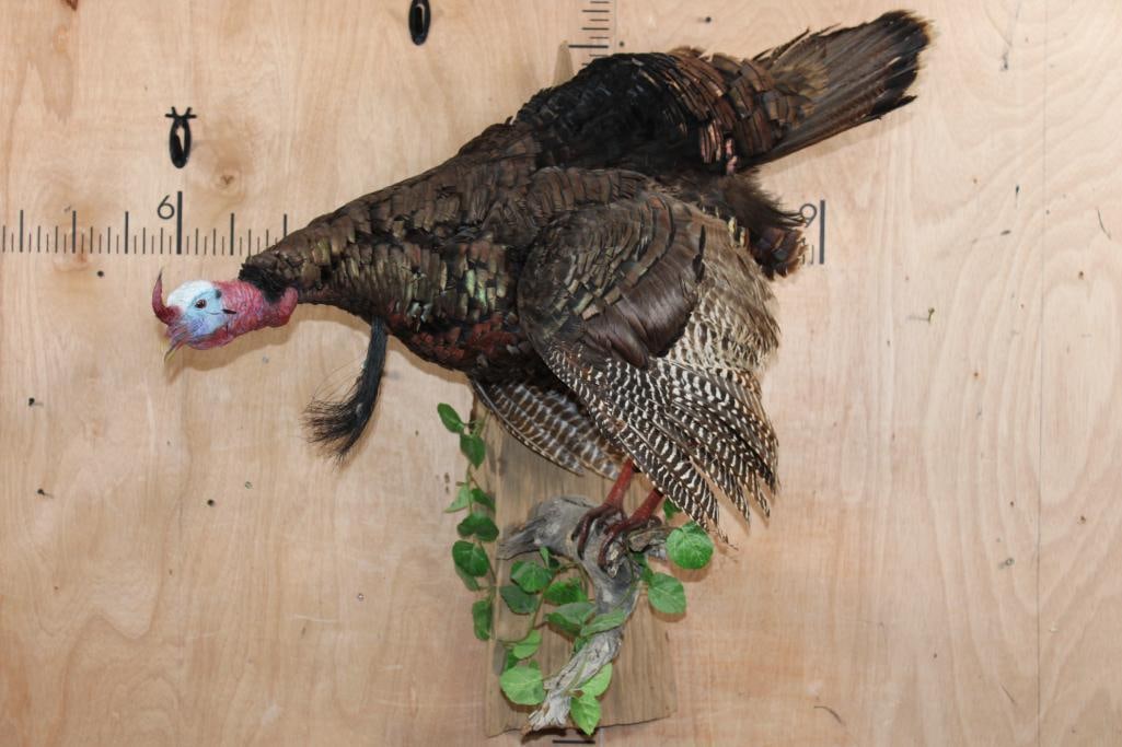 Life-sized TURKEY on a Wood Branch Wall Hanger: Life-sized TURKEY on a Wood Branch Wall Hanger. It could use a new tail fan, otherwise it is in Good Condition. TAXIDERMY BIRDS 